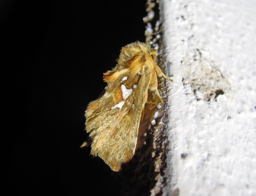 Spatalia argentina (Notodontidae)